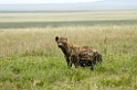 Serengeti Spotted Hyana
